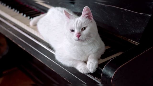 lovely Dogs and cats #cat #dog #pets смотреть онлайн
