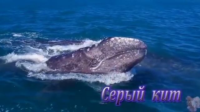 Красная книга России смотреть онлайн