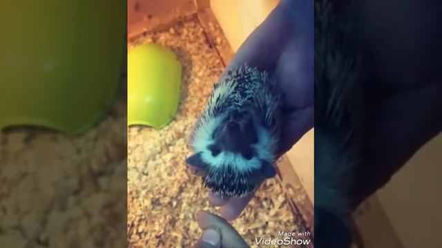 Поход в контакный зоопарк Zooland смотреть онлайн