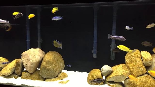 125 Gallon Lake Malawi Mbuna African Cichlid Tank