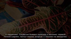 Цветок кротон — уход в домашних условиях