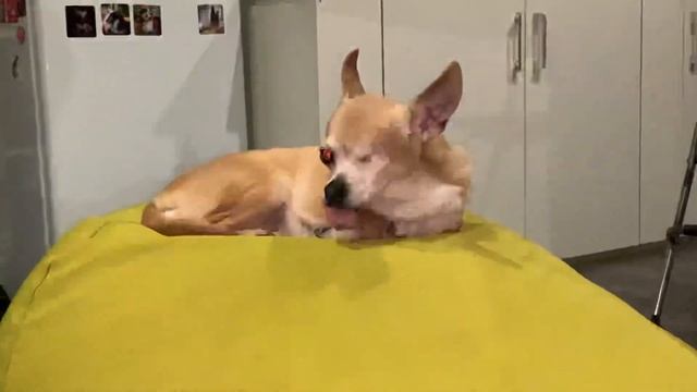 Кажется, маленькие собачки не вечные… смотреть онлайн