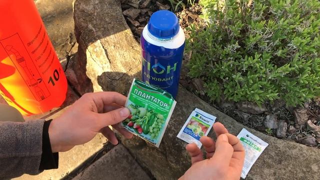 Вторая весенняя обработка хвойных. ЧТО НУЖНО ДЛЯ КРАСИВОЙ И ЗДОРОВОЙ ХВОИ смотреть онлайн