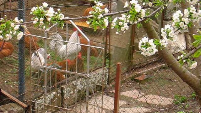 Наш Петя петушок смотреть онлайн