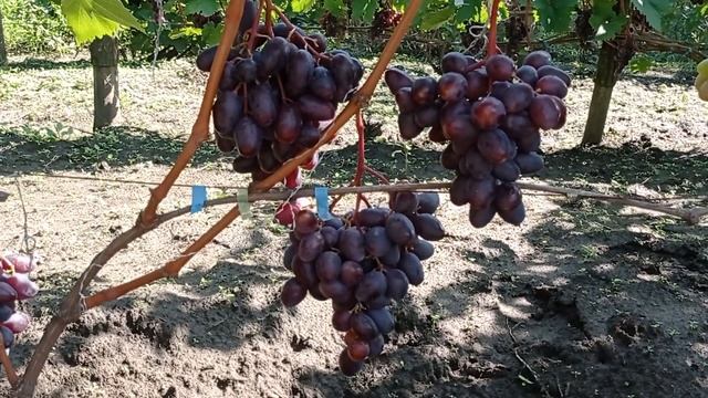 Баритон селекції Писанки О.М. смотреть онлайн