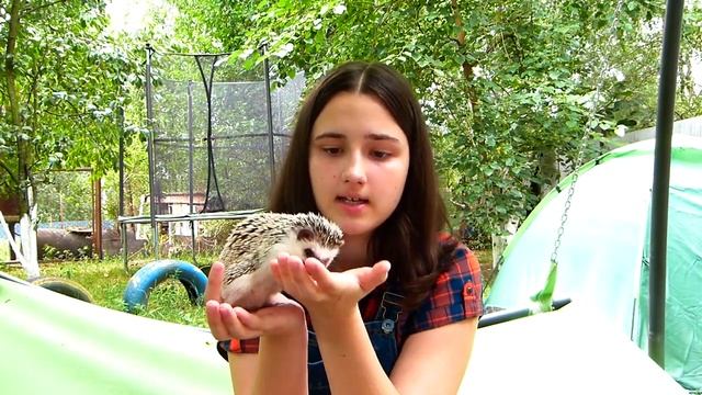Как приручать ежиков ??? Часть 2 ! смотреть онлайн