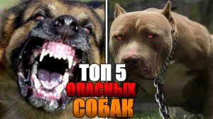 ТОП 5 САМЫХ ОПАСНЫХ СОБАК!