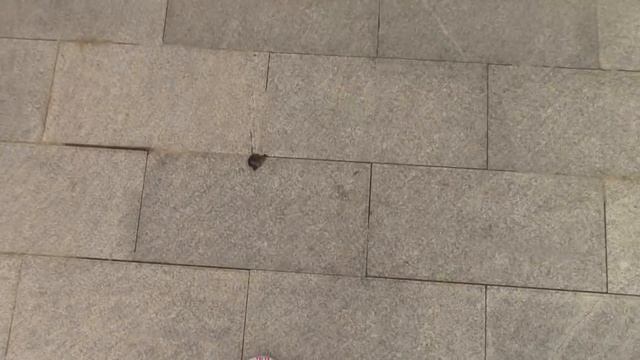 Хайнань 2: Море после тайфуна, изучаем территорию отеля смотреть онлайн