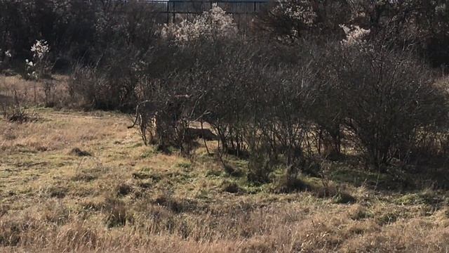 Богатырь из среднего прайда пожаловал на львиный пляж. Тайган Lions. Taigan. смотреть онлайн
