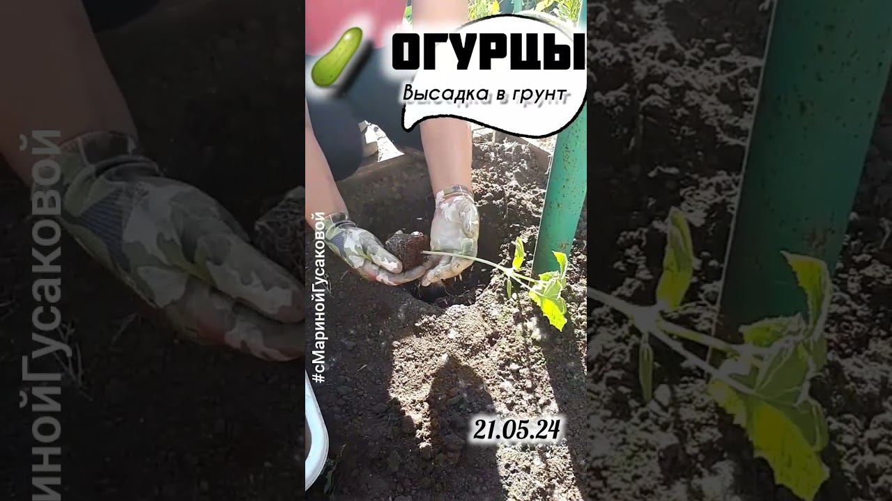 ОГУРЦЫ Как сделать ИДЕАЛЬНУЮ ГРЯДКУ и что положить в лунку. Основные правила | с Мариной Гусаковой смотреть онлайн