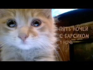 КОТИКИ АТАКУЮТ!!! ПЯТЬ НОЧЕЙ С БАРСИКОМ!!!