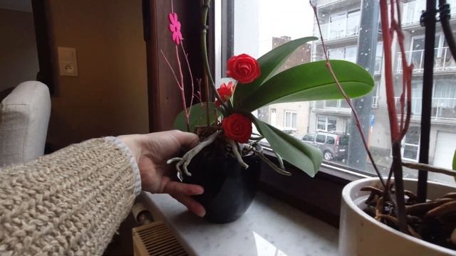 МОПС-это наш ВЫБОР !!! Собака для СЕМЬИ !!! Уход за МОПСОМ. смотреть онлайн