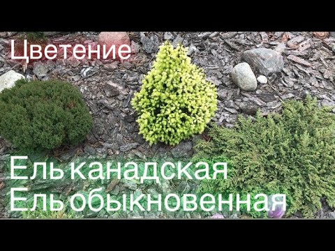 Май.. Как цветут хвойные деревья ? Ель канадская и ель обыкновенная ⁉️.mp4 смотреть онлайн