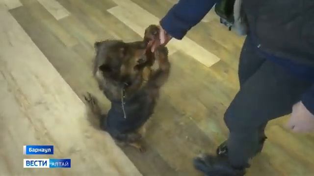 УМНАЯ ДВОРНЯГА победила породистых собак на Кубке России по общей дрессировке. смотреть онлайн