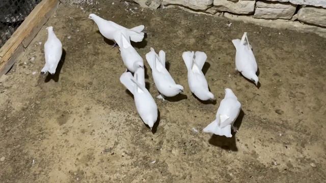 #pigeon Мои белые бакинцы #голуби смотреть онлайн