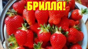 Клубника Брилла, супер урожайный ультраранний сорт!