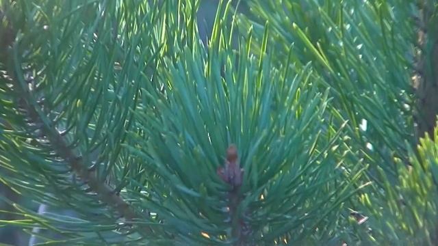 Осенний пейзаж 7 - Жизнь прекрасна смотреть онлайн