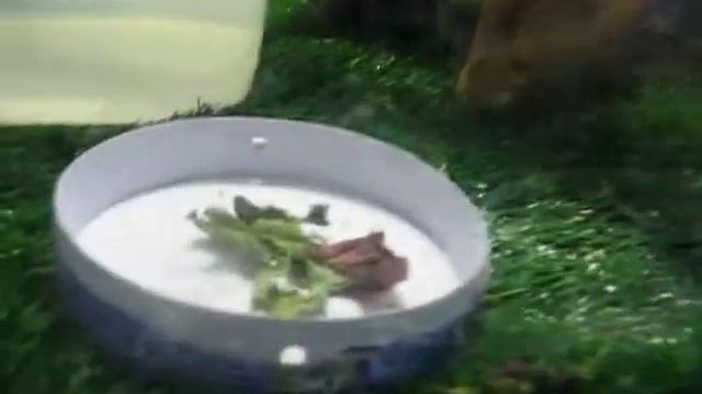 Попугай в террариуме с игуаной :-). Никогда не делайте ничего подобного! смотреть онлайн