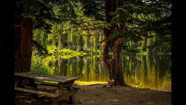 ✰Лучший Живой зеленый лес✰ завораживающее пение лесных птиц✰ смотреть онлайн