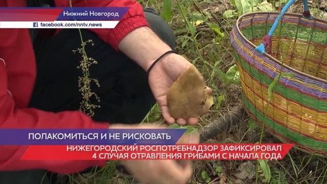 Нижегородский Роспотребнадзор зафиксировал 4 случая отравления грибами с начала года смотреть онлайн