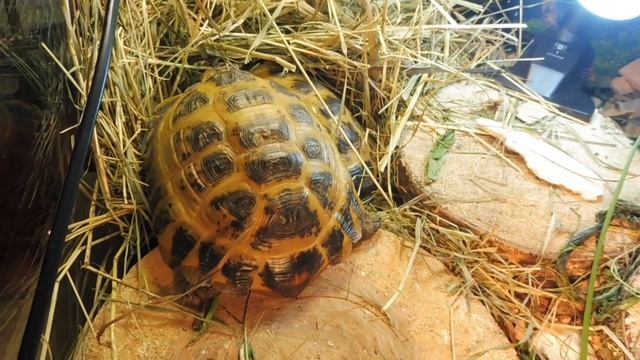 Натан ухаживает за Афродитой 03/09/2021 г #черепахи ЖЕНИХ и НЕВЕСТА среднеазиатская степная черепах смотреть онлайн