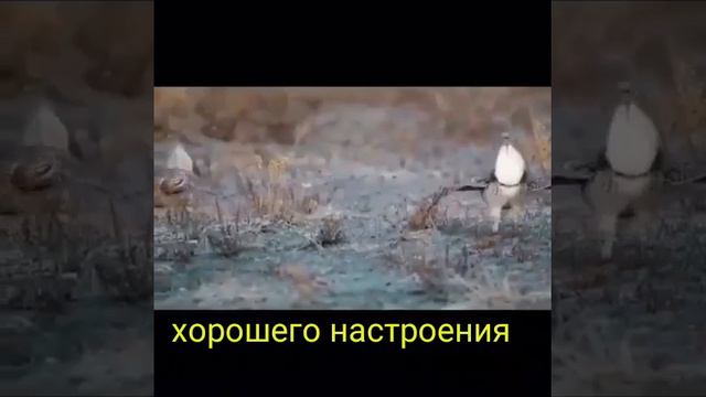 Животные танцуют... Приколы для хорошего настроения))) смотреть онлайн