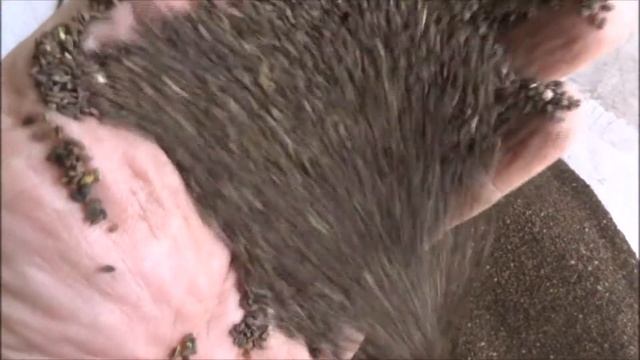 Фацелия семена : отличный медонос и сидерат смотреть онлайн