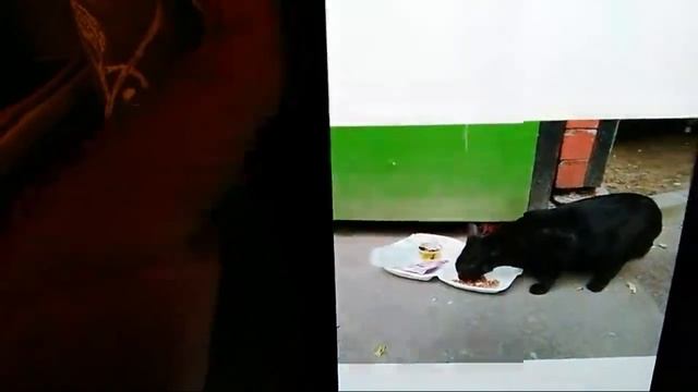 ПОМОЖЕМ КОТУ НАЙТИ ДОМ.... смотреть онлайн