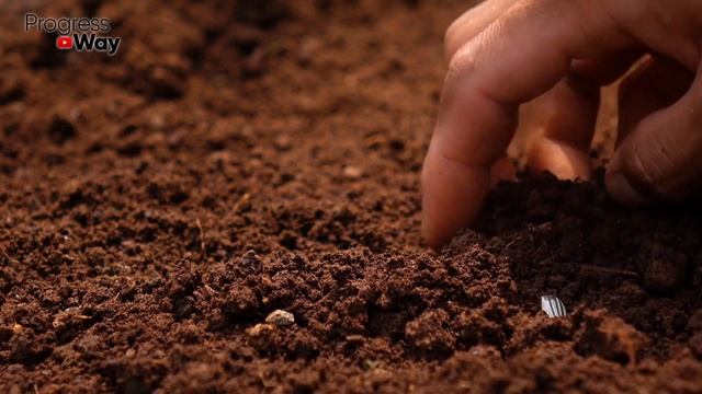 Семена Томатов Всходят Все! Замачиваю Семена В Этом! смотреть онлайн