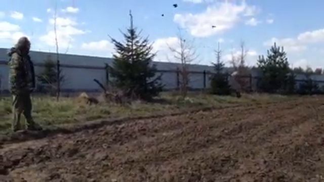 Щенок Чесапик Бэй ретривера 3,5 мес. Тренировка по утке. смотреть онлайн