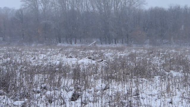 Загонная охота на косуль. смотреть онлайн