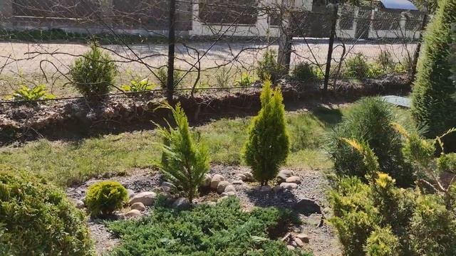 Ура! Я сделала прически всем хвойным в своем рокарии! Стильные топиарные стрижки для моих растений. смотреть онлайн