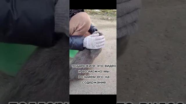 ❗ВИДЕО МОЁ❗ #кот#помощь#спасение#животные#рек смотреть онлайн
