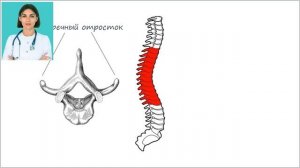 СТРОЕНИЕ ПОЗВОНОЧНИКА ЧЕЛОВЕКА. КАК ДЕЛИТСЯ ПОЗВОНОЧНИК НА ОТДЕЛЫ? КАК ПРАВИЛЬНО СЧИТАТЬ ПОЗВОНКИ?