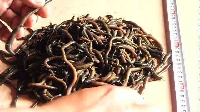 болотный червь (болотник) смотреть онлайн