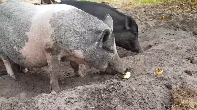 СОВМЕСТНОЕ ПРОЖИВАНИЕ СВИНОК И КРОЛИКОВ В ОДНОМ ВОЛЬЕРЕ, НА ЛЕСНОМ ХУТОРЕ. смотреть онлайн