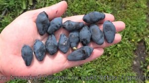 БОРЕАЛ БЛИЗЗАРД очень крупный вкусный но совершено не транспортабельный сорт жимолости