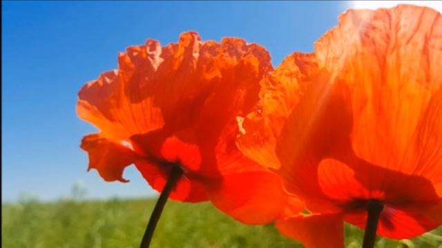 * For A New Beginning * - June Records 2016 - Birgit June and Jens Kommnick смотреть онлайн