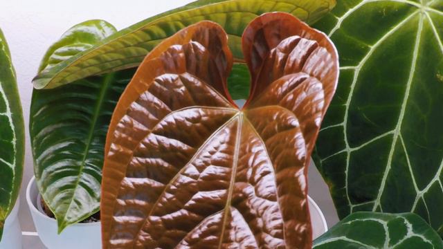 Aroid Time-lapse | Ep.37 Anthurium Radicans X Luxurians Unfurled New Leaf 2 | 16 Days