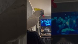 Подборка приколов с попугаем ? Жизнь Какаду Няши часть 1 #kakadulife