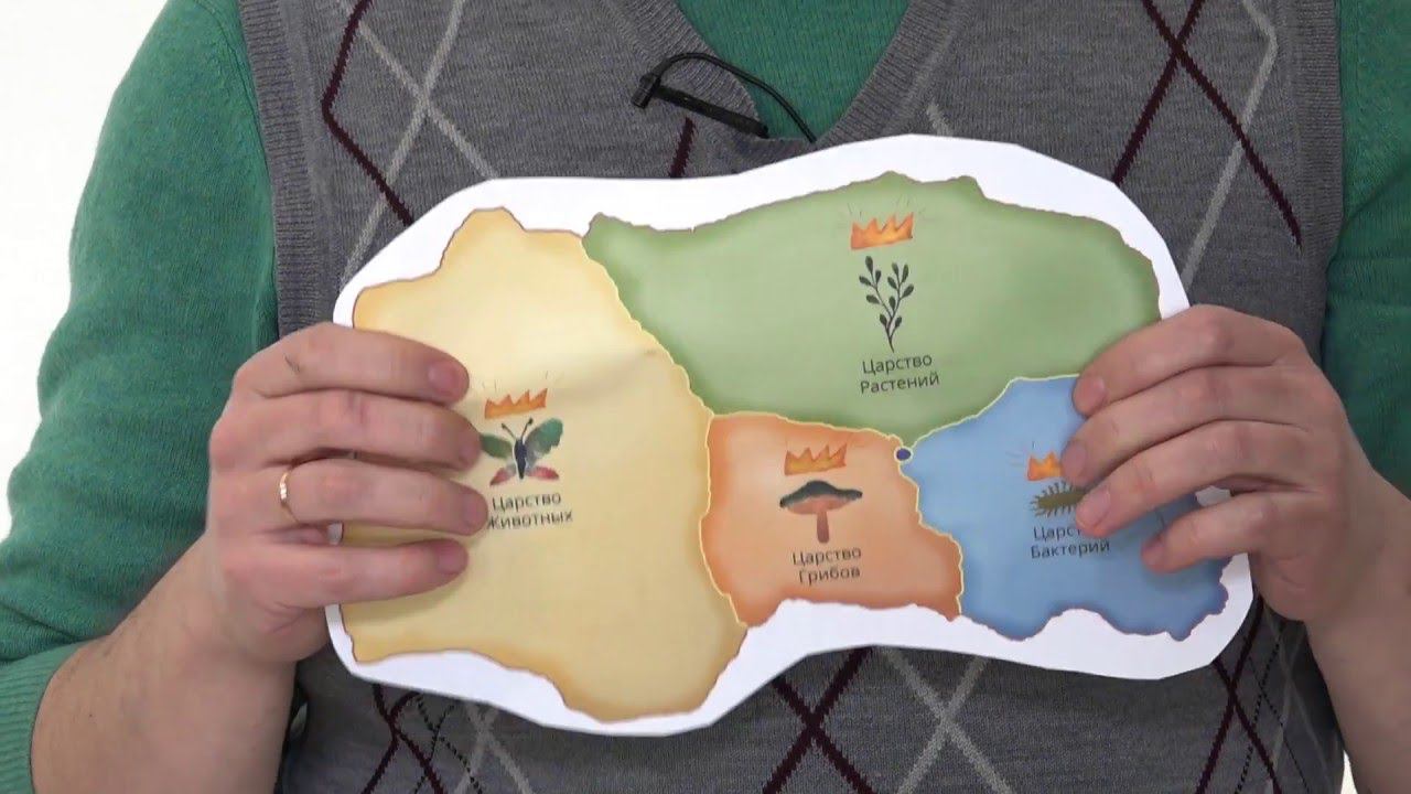 3. Царства живой природы. Часть 2 смотреть онлайн