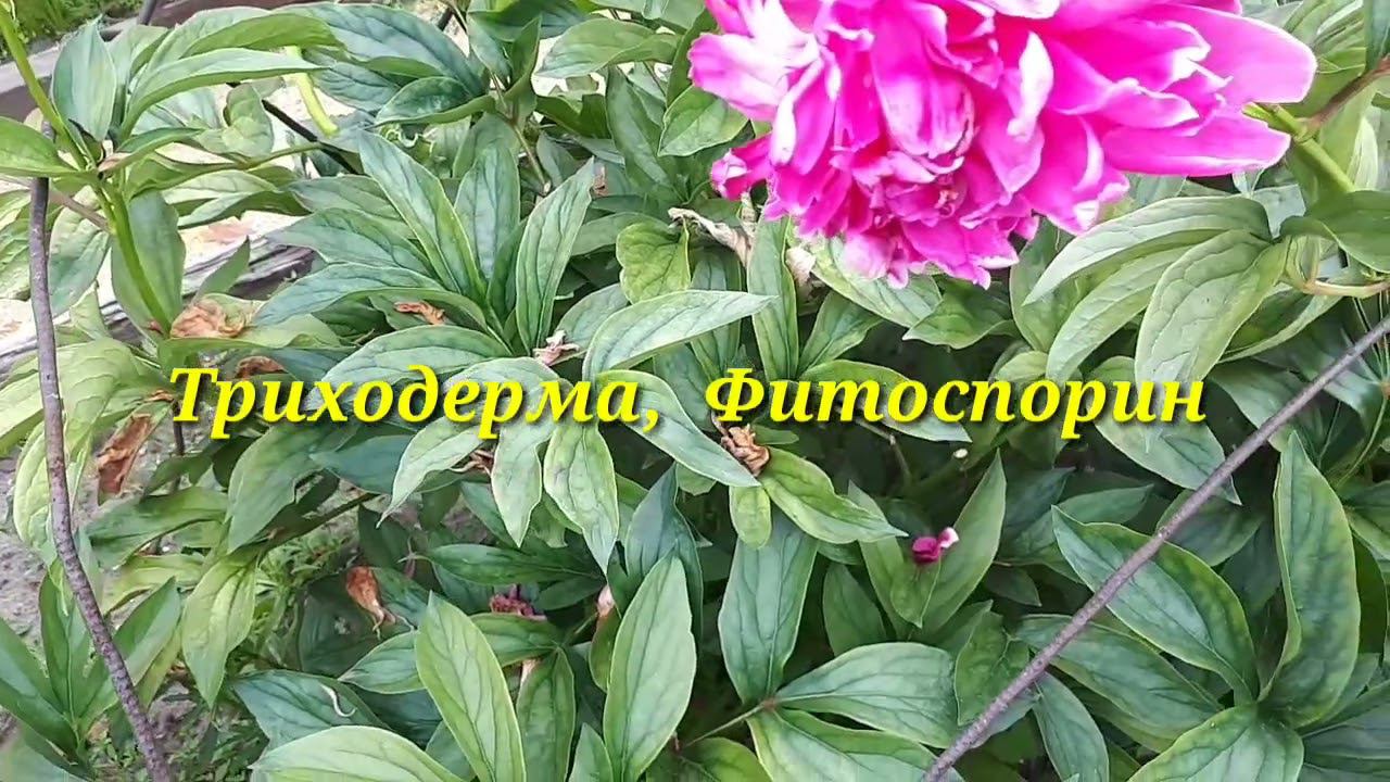 А отцветшие пионы к себе тоже  требуют внимания.