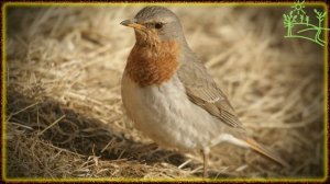 Голоса птиц Как поёт Краснозобый дрозд (Turdus ruficollis).mp4