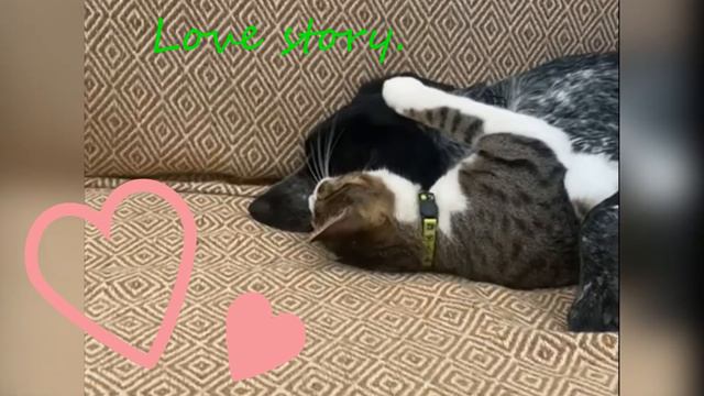 Another love story.Еще одна история любви.#funnycatsanddogs смотреть онлайн