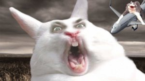 Приколы с котами! СМЕШНЫЕ КОТЫ С ОЗВУЧКОЙ! Самые Смешные Животные! смотреть всем!!