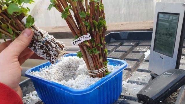 Черная смородина. Лучший способ размножения смородины черенками в агроперлите! смотреть онлайн