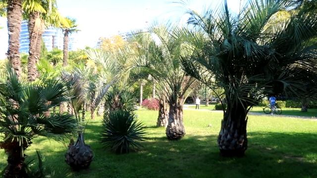 Какие пальмы растут в Сочи? Вкусные!)) смотреть онлайн
