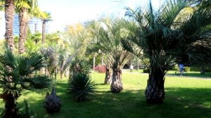 Какие пальмы растут в Сочи? Вкусные!))