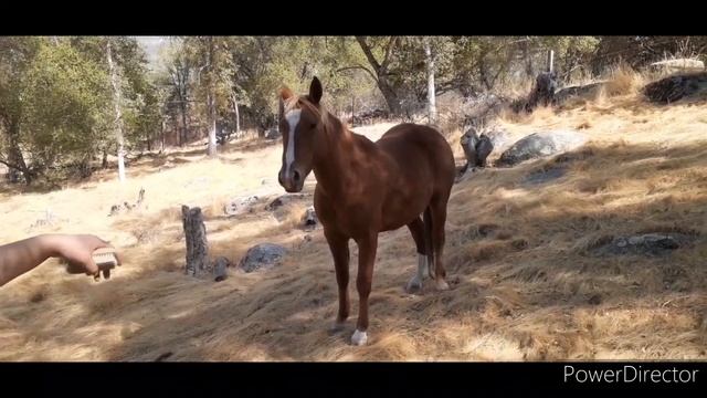 Squirrel and rabbit hunting with my buddy Joe... смотреть онлайн