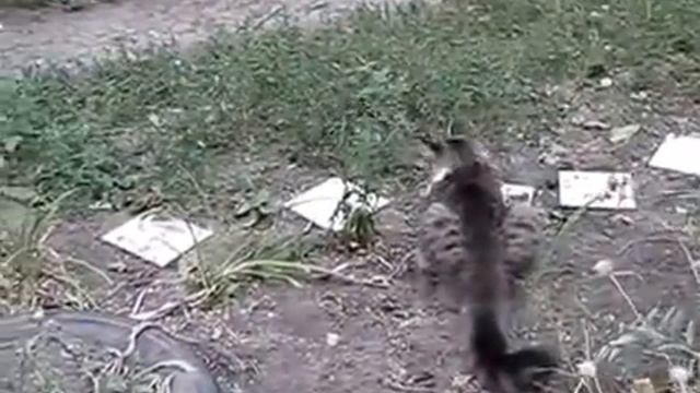 Кот нападает на мышь - Cat attack mouse смотреть онлайн